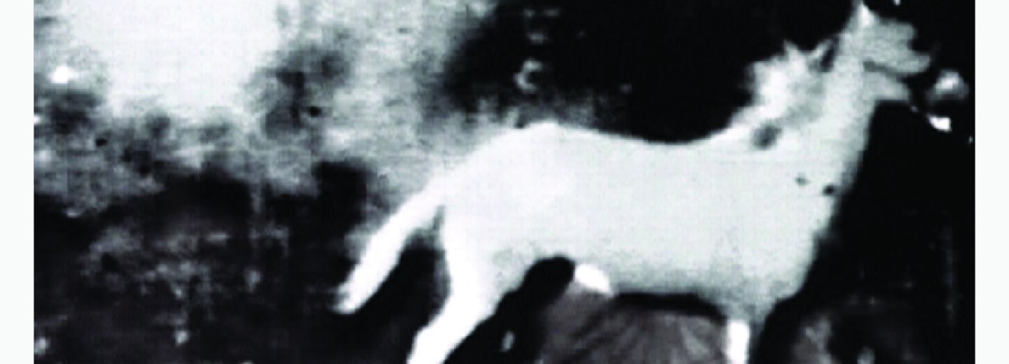 Afiche película Berlin Horse