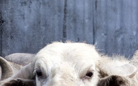 Afiche película Bestiaire