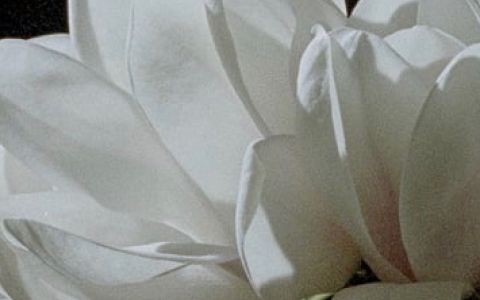 Afiche película The Oblique